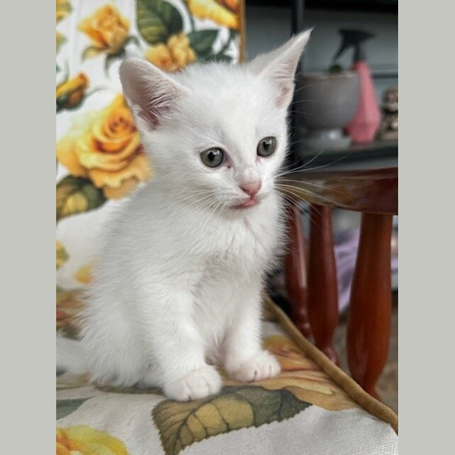 Photo of Mimi