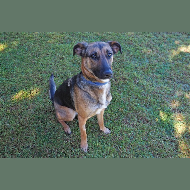 Photo of Dash