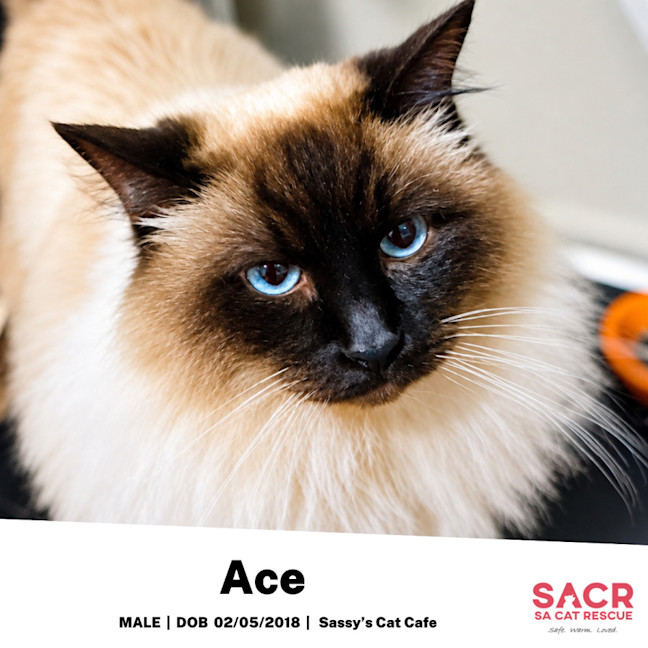 Photo of Ace