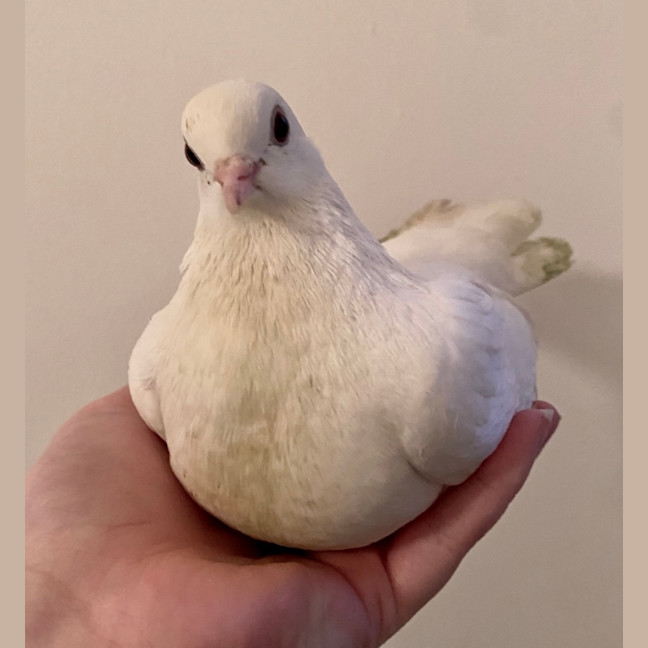 Photo of Egg