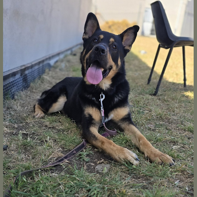 Photo of Milo (67955)