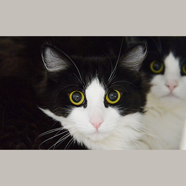 Photo of Felicia