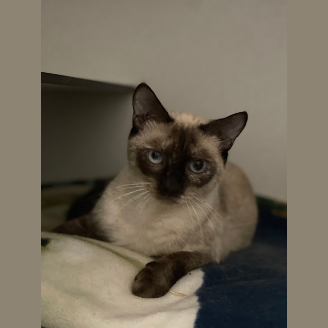 Photo of Iris