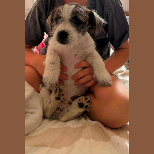 Photo of Buzz