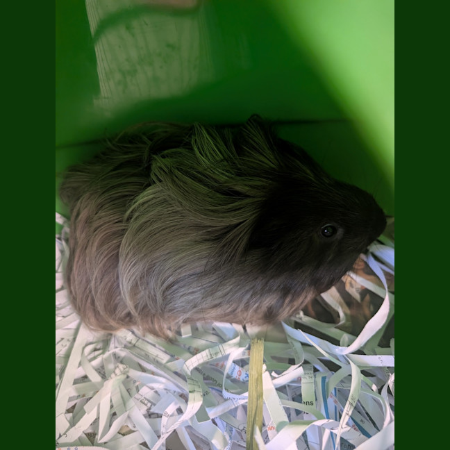 Photo of Ping & Pong