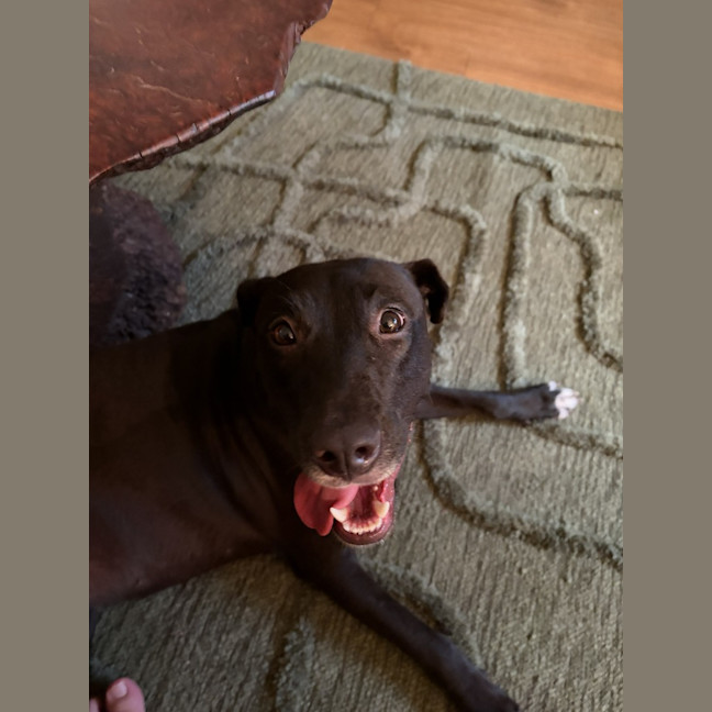 Photo of Millie