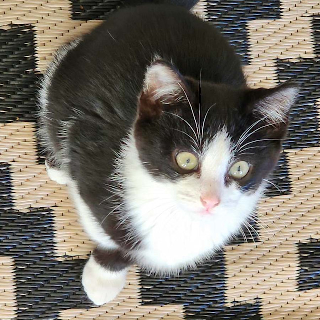 Photo of 14461   Tippy