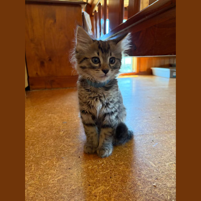 Photo of Gizmo