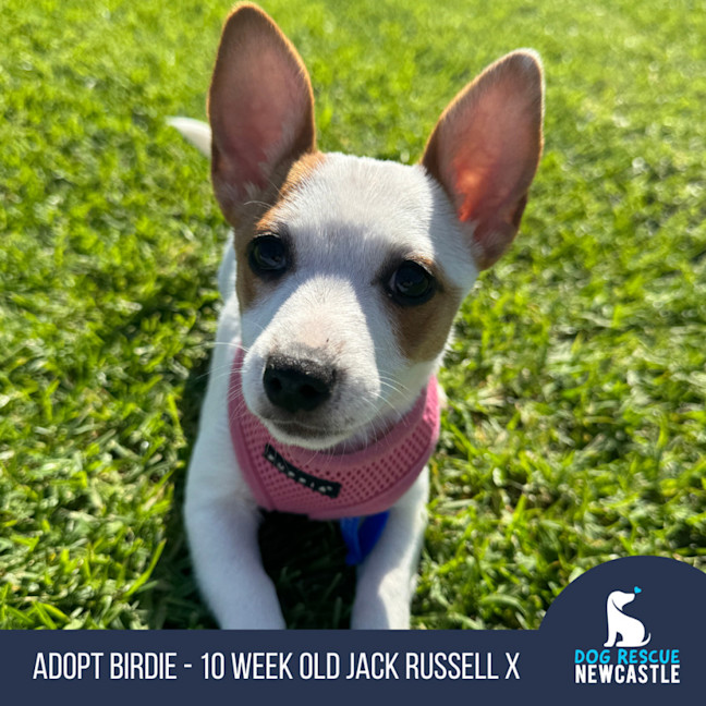Photo of Birdie   10 Week Old Jack Russell X Fox Terrier