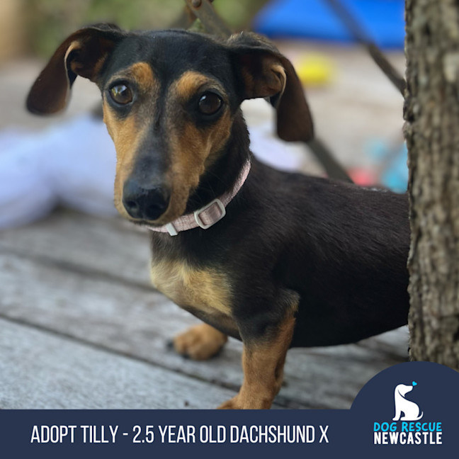 Photo of Tilly   2.5 Year Old Dachshund X