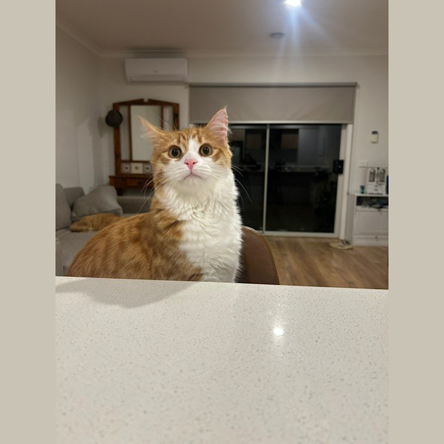 Photo of Oro