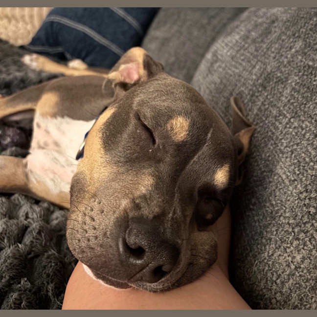 Photo of Beau