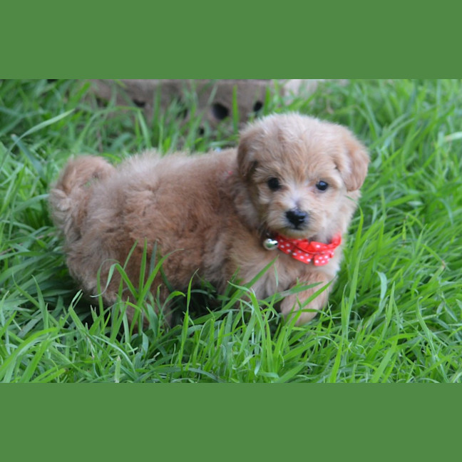 Photo of Theodore *Relisted*