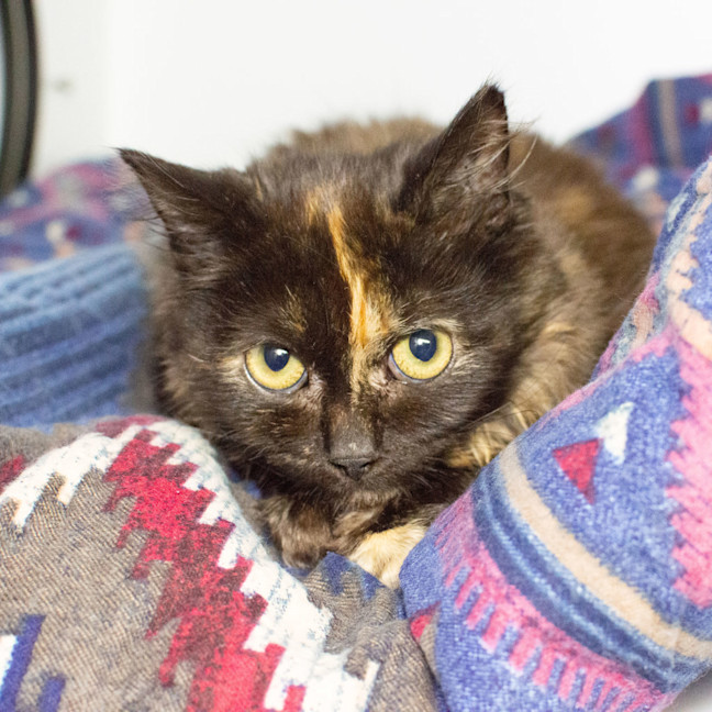 Photo of Twistie