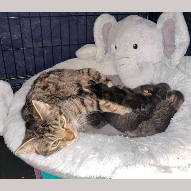 Photo of Mitski **2nd Chance Cat Rescue**