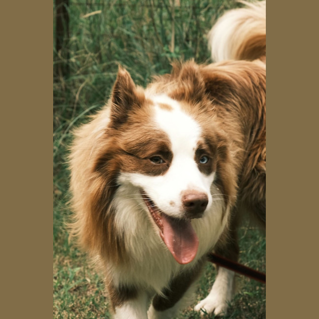 Russel - Medium Male Border Collie Dog in NSW - PetRescue
