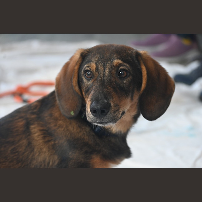 Photo of Marshal