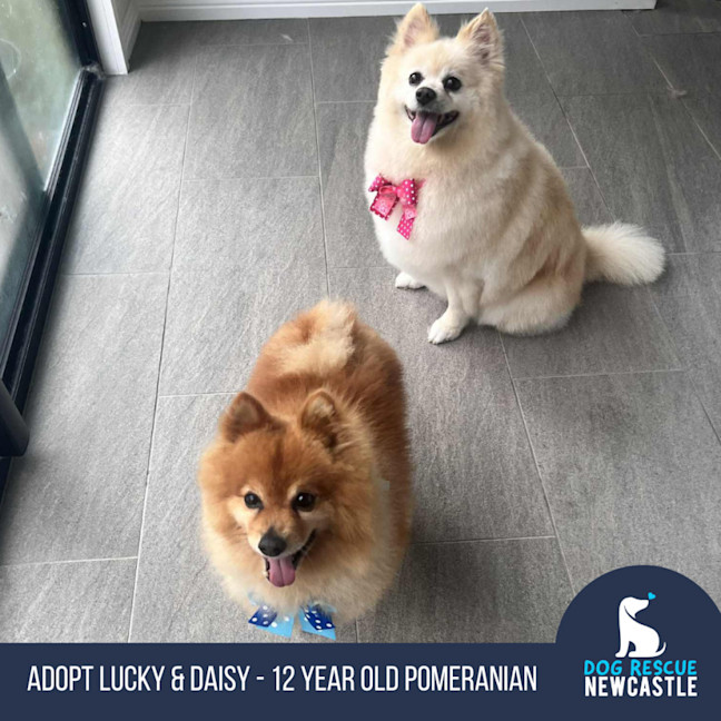 Photo of Lucky & Daisy   12 Year Old Pomeranians