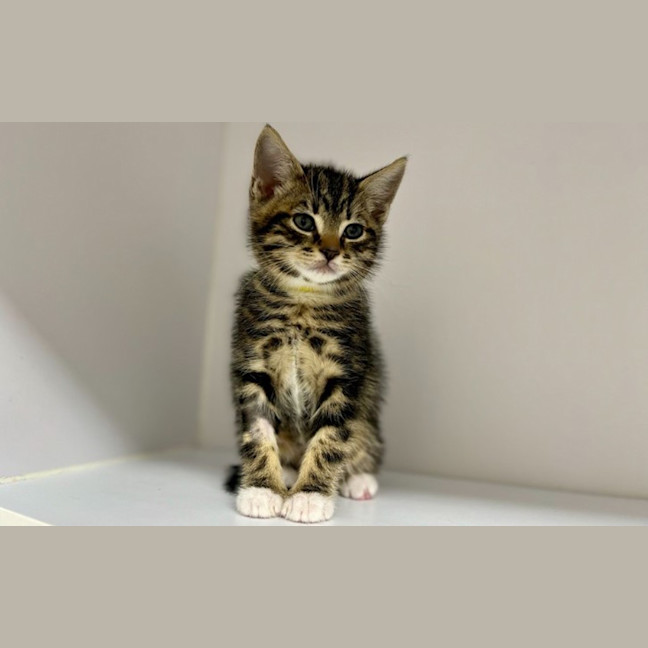 Photo of Munchkin