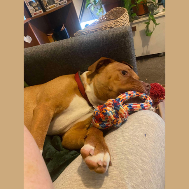 Photo of Sarge