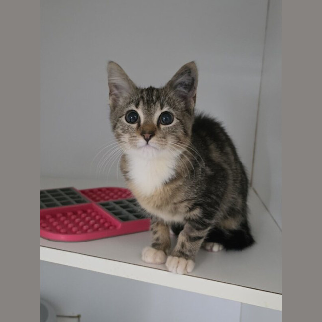 Photo of Shiloh