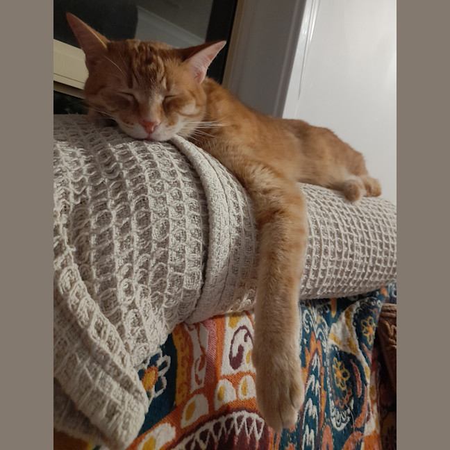 Photo of Flynn