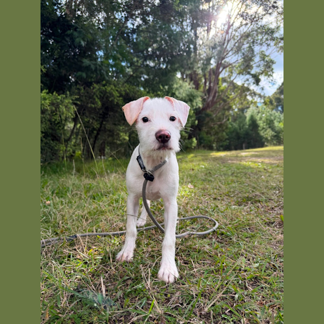 Photo of Pearl