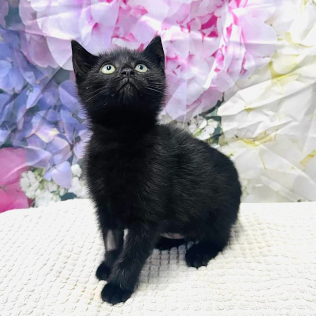 Photo of Wednesday   Located In Ashburton