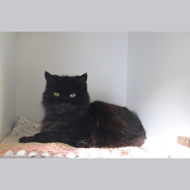 Photo of Violet