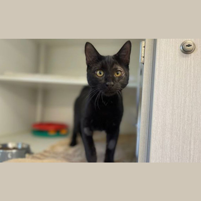 Photo of Calypso Jnr