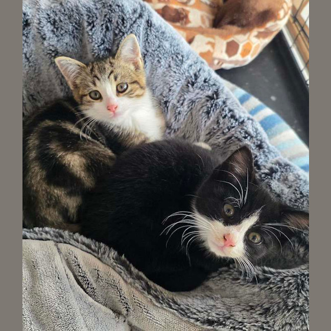 Photo of Chooper