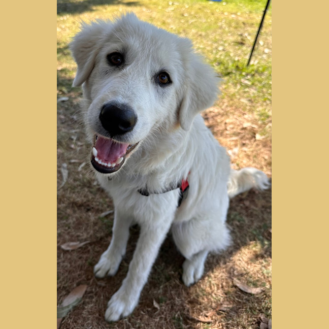 Photo of Luna