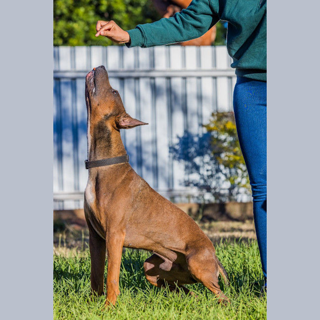 Photo of Milo