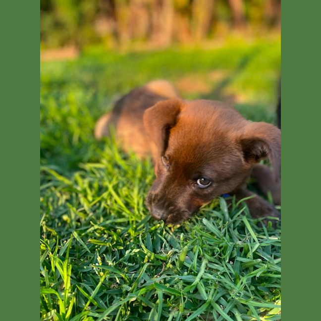 Photo of Benzo   10 Week Old Cattle Dog X Weimaraner