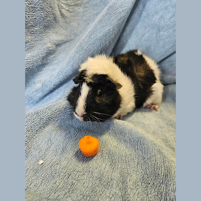 Photo of Alonso