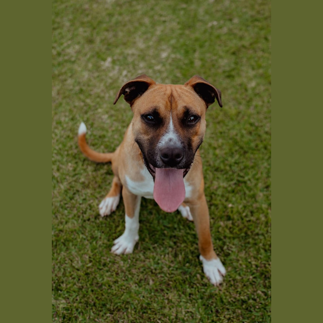 Photo of Broli *$350 Adoption Fee* 