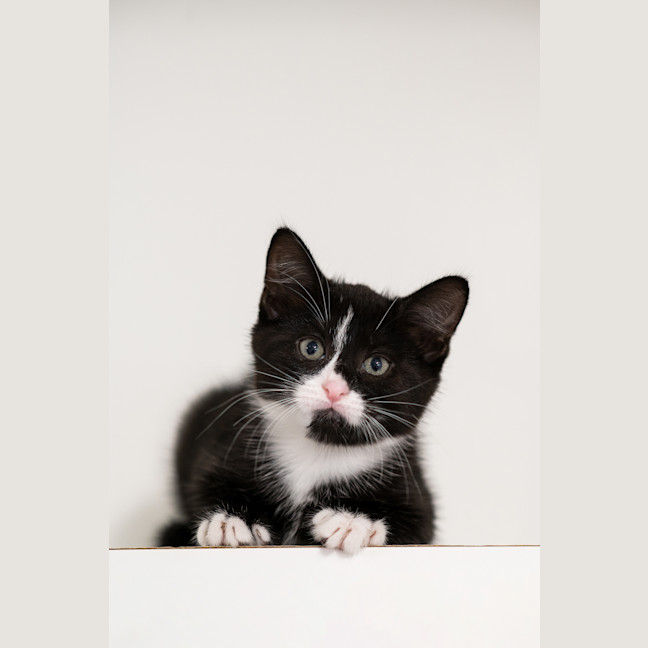 Photo of Checkers
