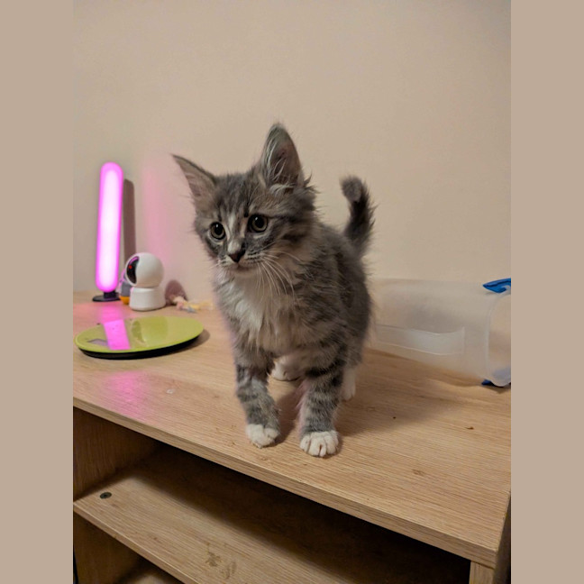 Photo of Remy