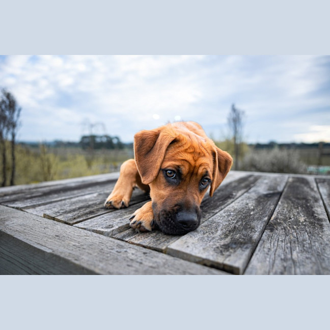Photo of Lotti