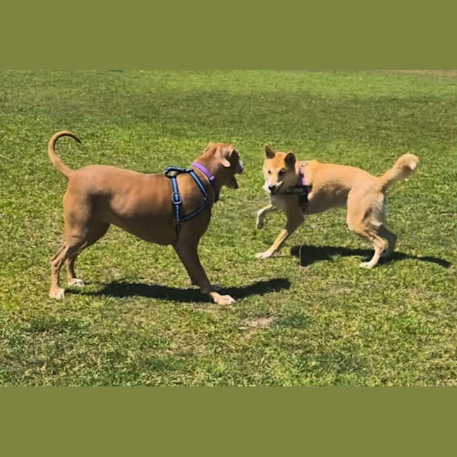 Photo of Bonnie   7 Year Old Ridgeback X