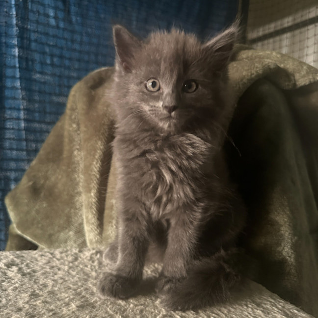 Photo of Dorian, Keegan & Stormy (Available Separately)