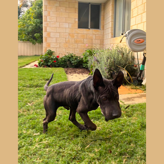 Photo of Sweet Playful Ollie 