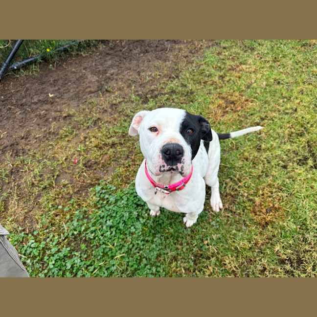 Photo of Bunny Imp 1551