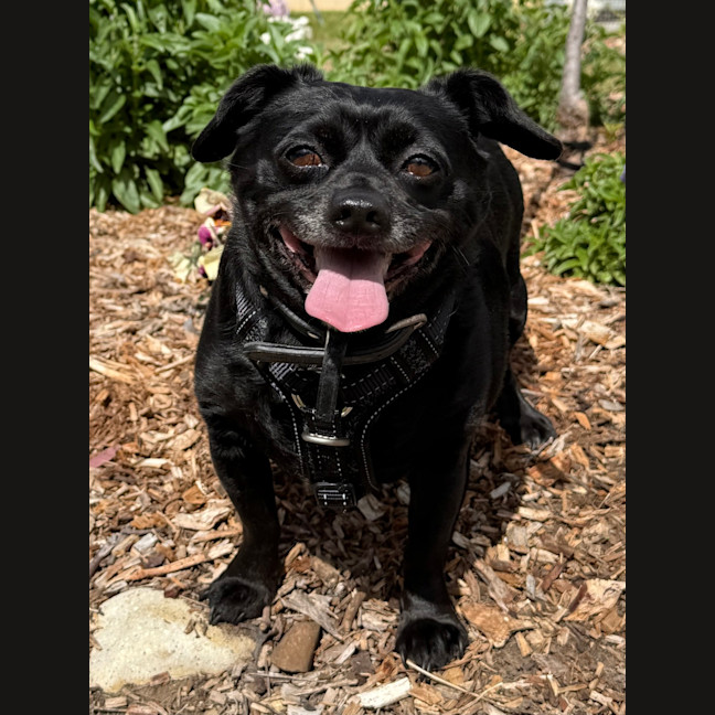 Photo of Stormy