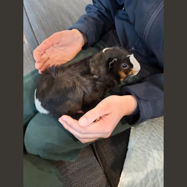 Photo of 🐹Lavender & Marigold🐹 (Located In Mitcham)