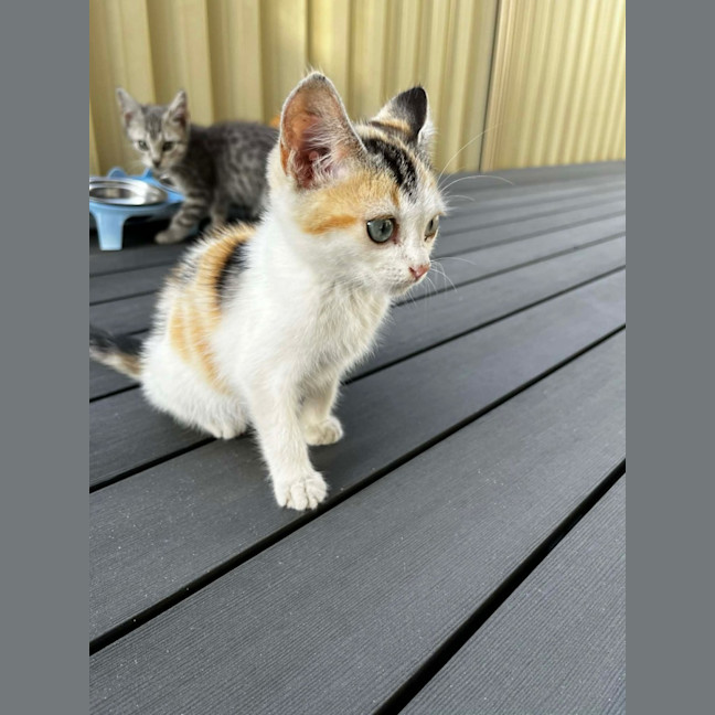 Photo of Daisy