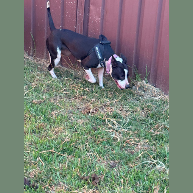 Photo of Stitch