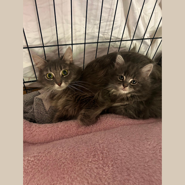 Photo of ✨ Hazel & Harmony ✨