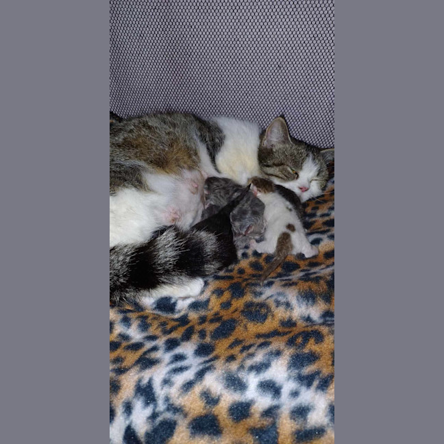 Photo of Munchie