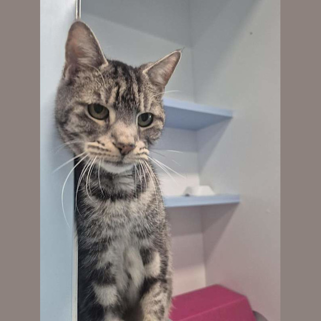 Photo of Zelda